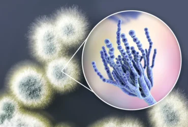 Mold Spore Levels Explained