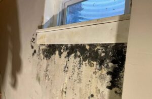 Mold After Window Leakage toronto removal
