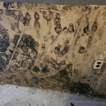 Mold Growth From Plumbing Water Leaks Inside Walls [GUIDE]