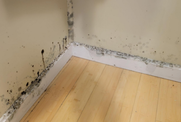Mold in Closet Mold in Closet