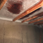 Cold Room Mold Toronto: Signs, Causes, Removal & Prevention