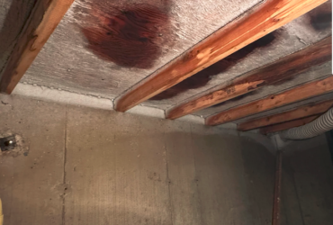 Cold Room Mold Toronto: Signs, Causes, Removal & Prevention