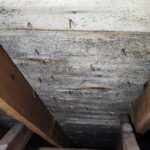 Mold After Roof Leak