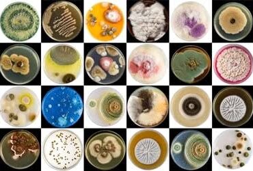 mold-species mold-species