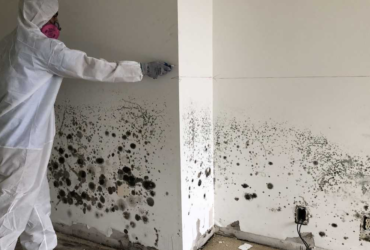 During Mold Removal During Mold Removal